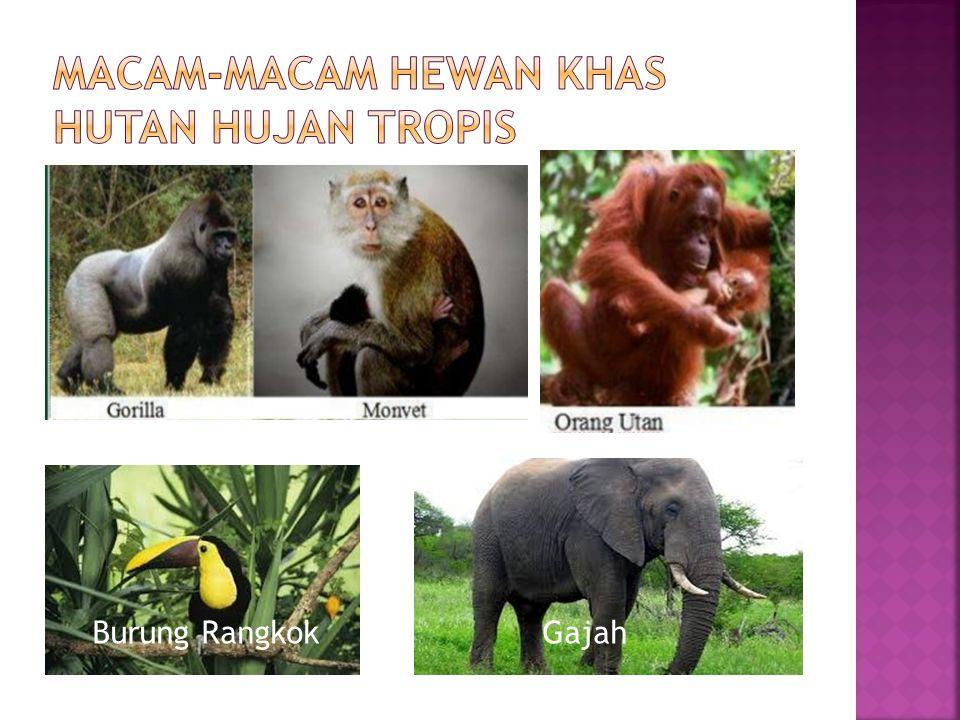 Detail Hewan Di Hutan Hujan Tropis Nomer 4