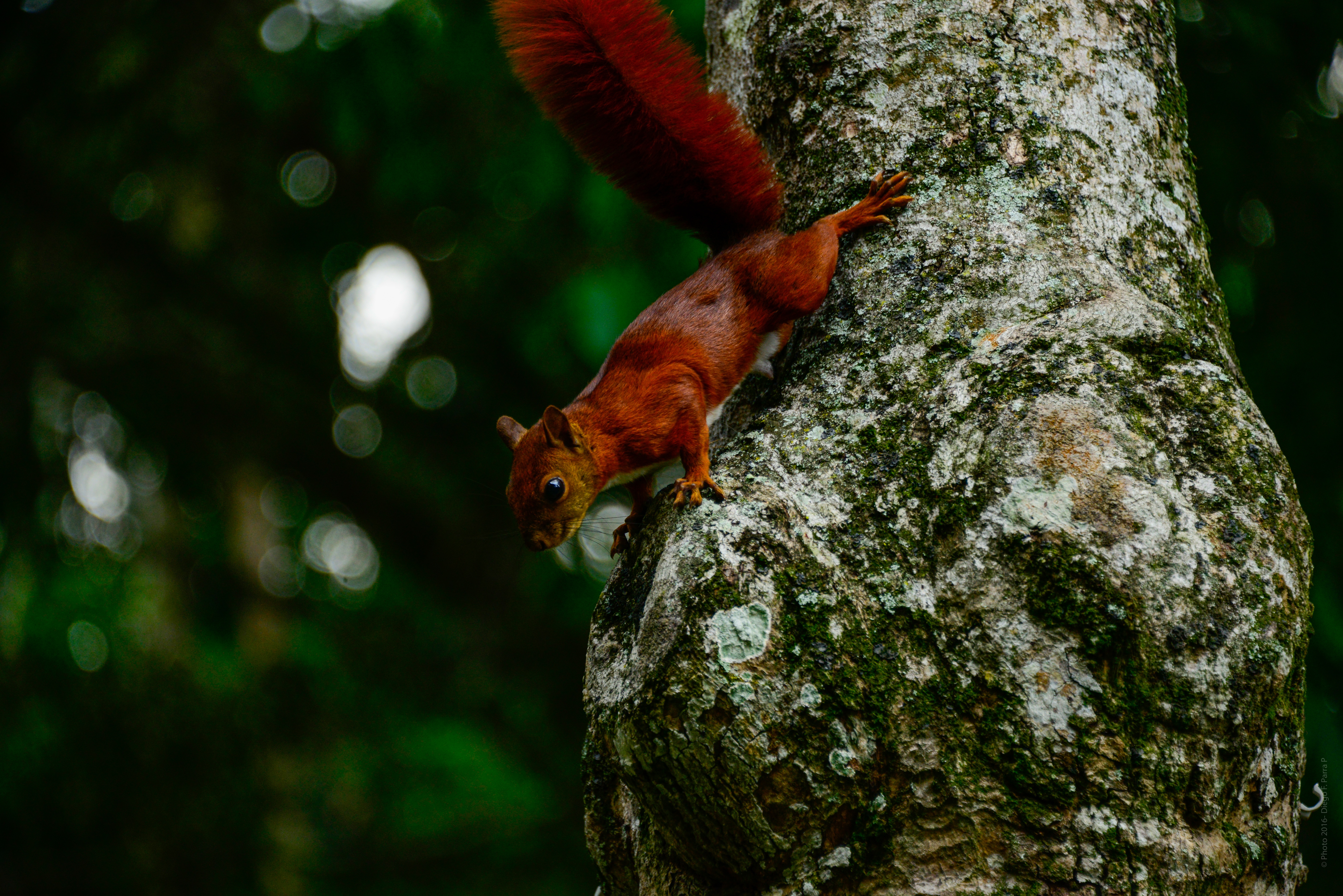 Detail Hewan Di Hutan Hujan Tropis Nomer 45