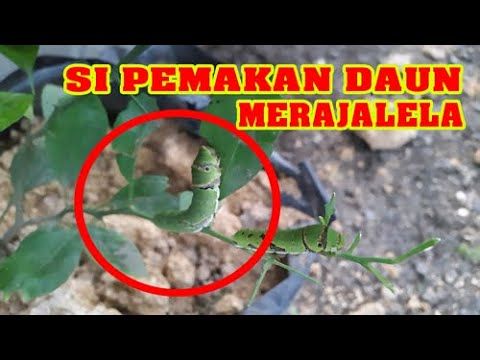 Detail Hewan Pemakan Daun Nomer 32