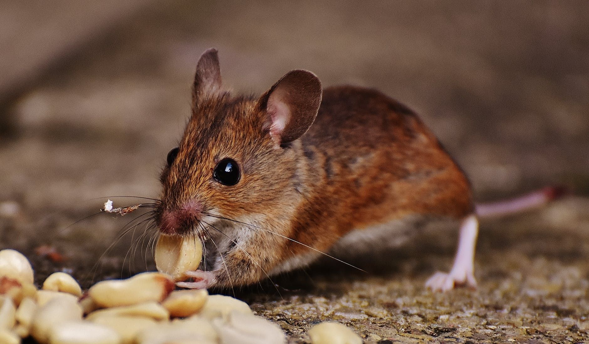 Detail Hewan Pemakan Tikus Nomer 17