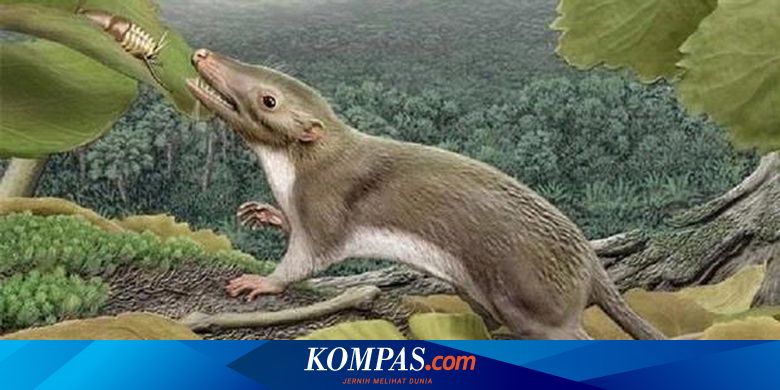 Detail Hewan Pemakan Tikus Nomer 45