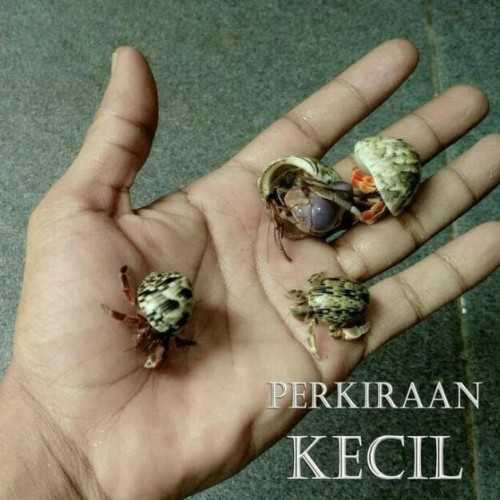 Detail Hewan Umang Umang Nomer 10