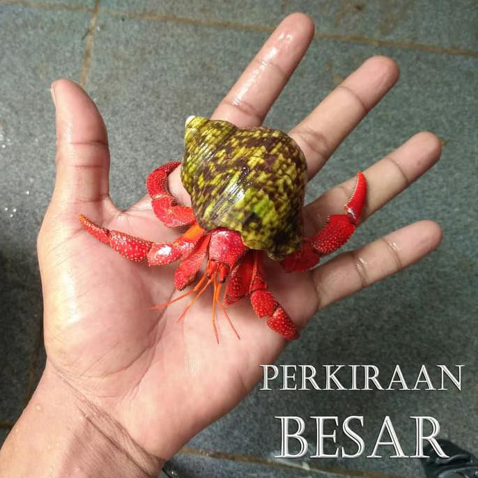 Detail Hewan Umang Umang Nomer 3