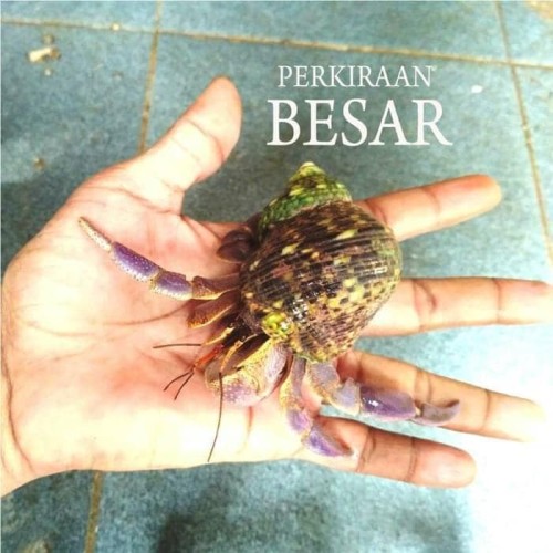 Detail Hewan Umang Umang Nomer 36