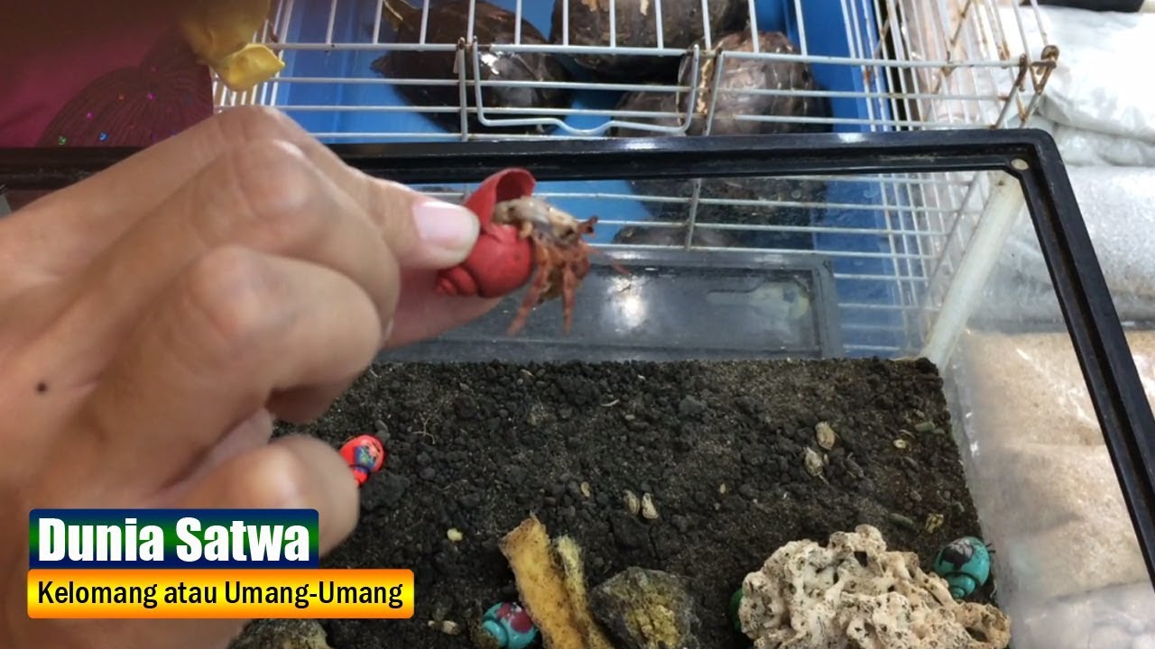 Detail Hewan Umang Umang Nomer 38