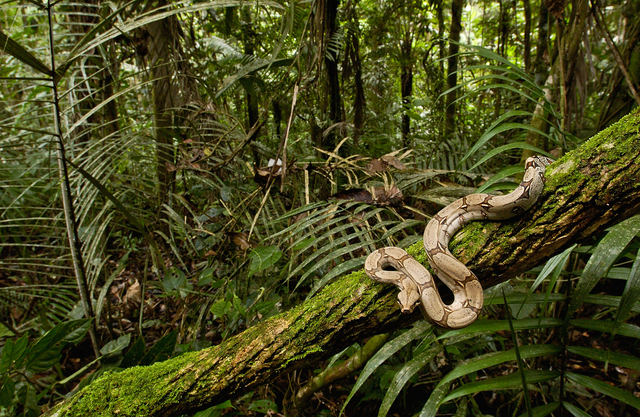 Detail Hewan Yang Ada Di Hutan Nomer 31