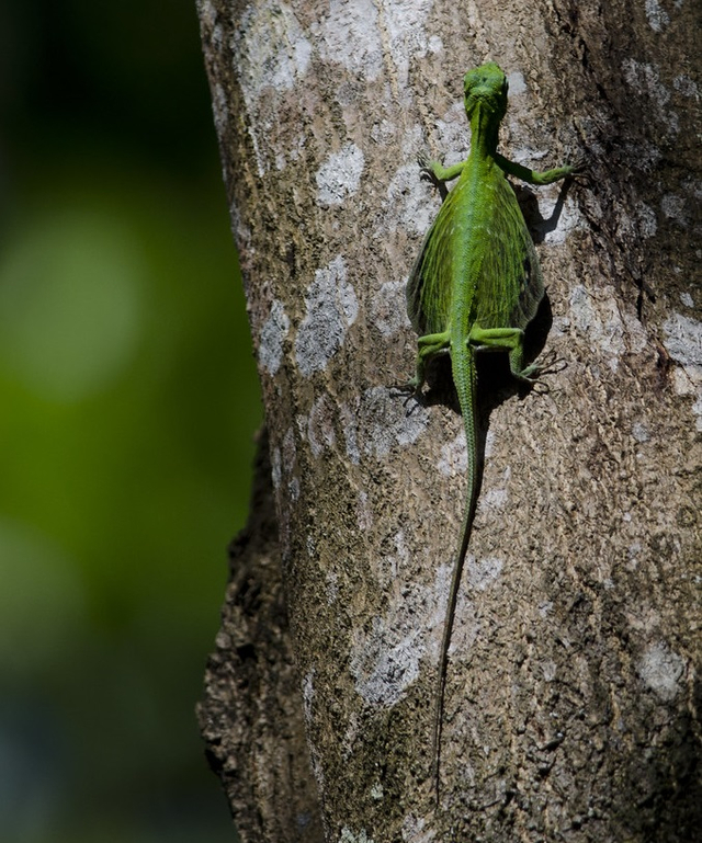 Detail Hewan Yang Ada Di Hutan Nomer 33