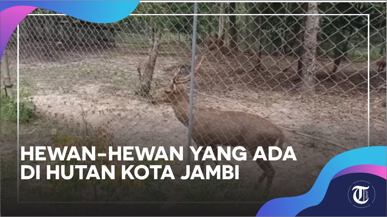 Detail Hewan Yang Ada Di Hutan Nomer 44