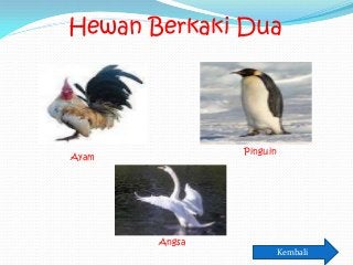 Detail Hewan Yang Berkaki Dua Nomer 38