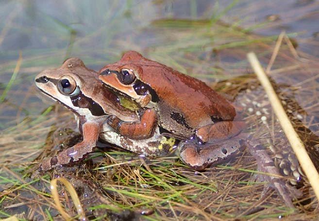 Detail Hewan Yang Berkembang Biak Nomer 17