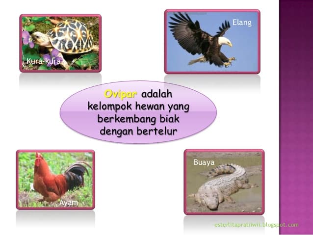 Detail Hewan Yang Berkembang Biak Nomer 23