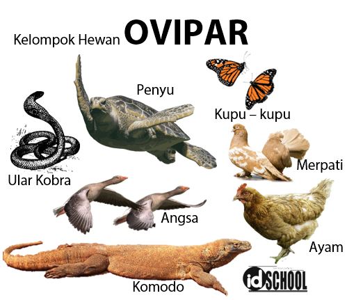 Detail Hewan Yang Berkembang Biak Nomer 4