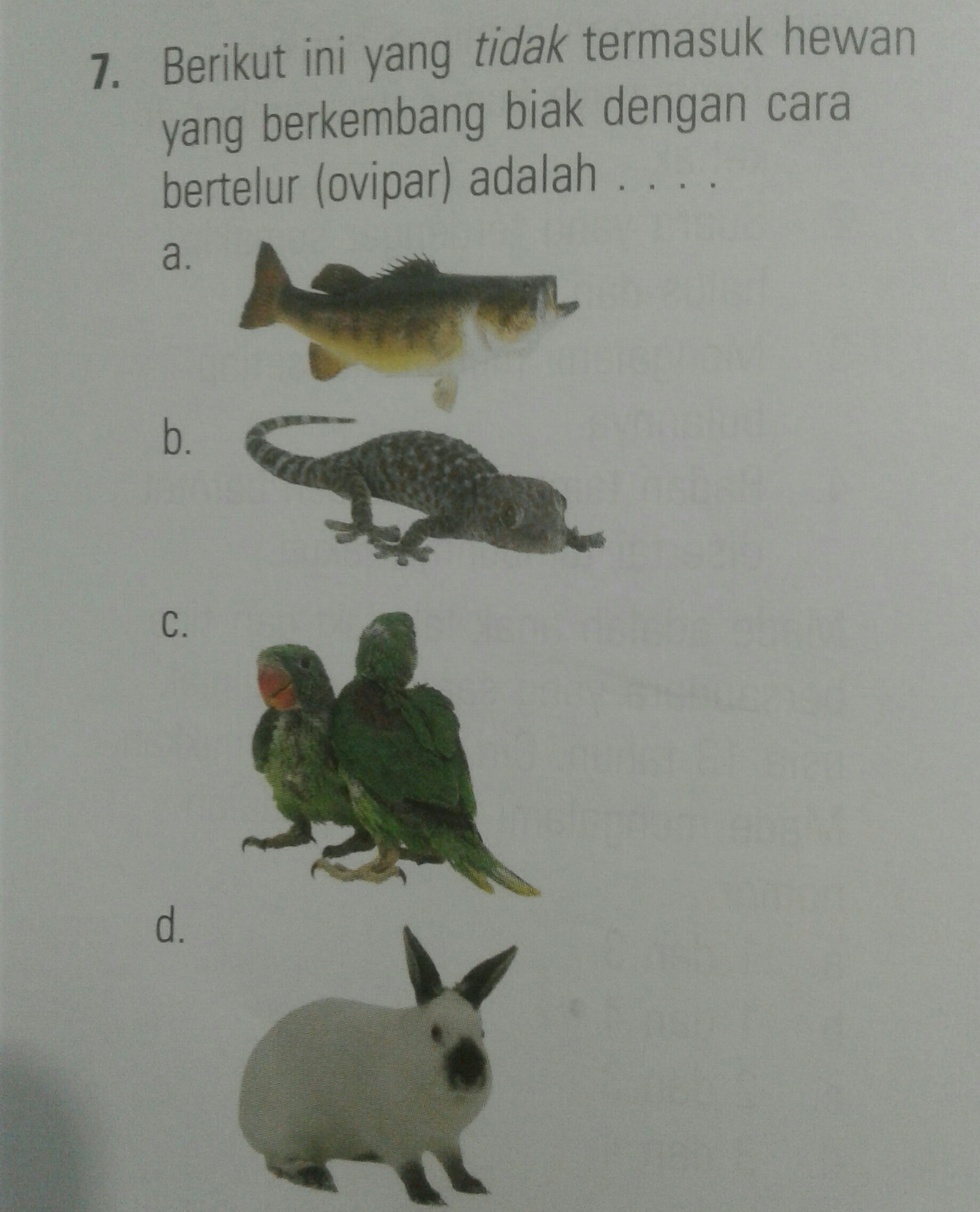 Detail Hewan Yang Berkembang Biak Nomer 47