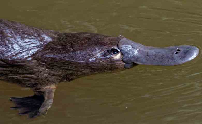 Detail Hewan Yang Berkembang Biak Dengan Nomer 33