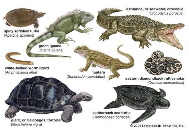 detail-hewan-yang-bertulang-belakang-koleksi-nomer-22