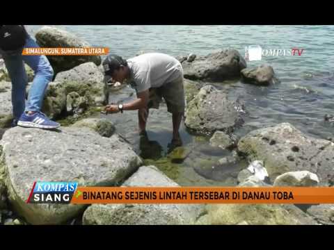 Detail Hewan Yang Hidup Di Danau Nomer 38