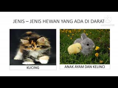 Detail Hewan Yang Hidup Di Darat Nomer 26