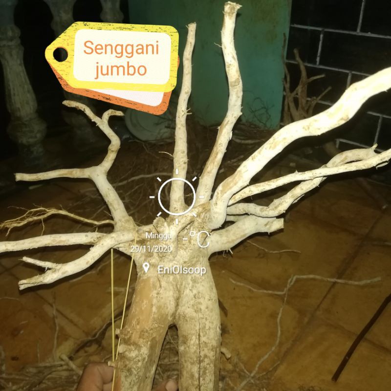 Detail Hiasan Akar Kayu Nomer 38