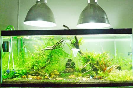 Detail Hiasan Aquarium Besar Nomer 45