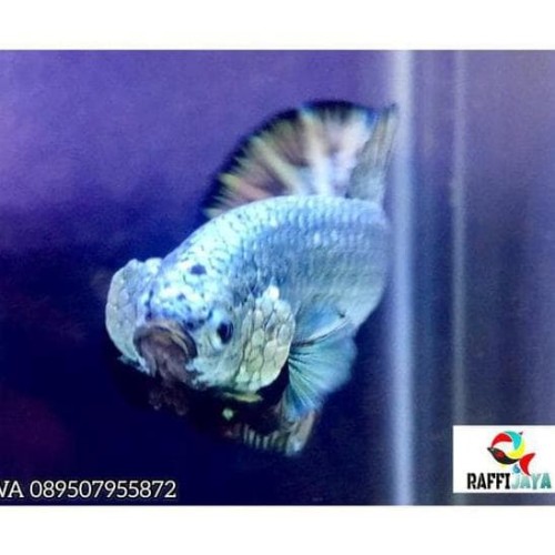 Detail Hiasan Aquarium Cupang Nomer 44