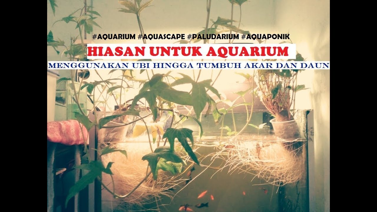 Detail Hiasan Aquarium Dari Akar Pohon Nomer 39