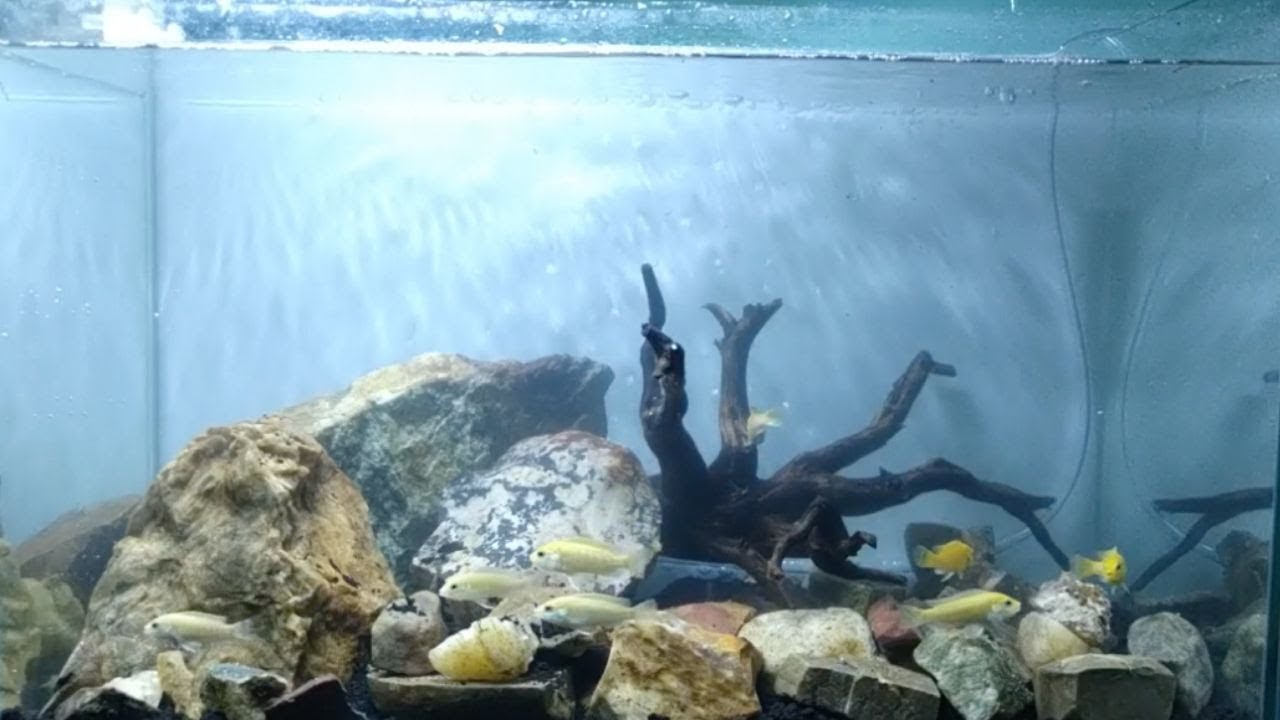 Detail Hiasan Aquarium Dari Batu Kali Nomer 27