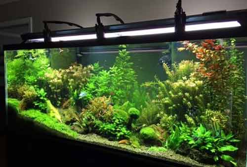 Detail Hiasan Aquarium Murah Nomer 23