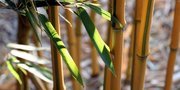 Detail Hiasan Bambu Kering Nomer 32