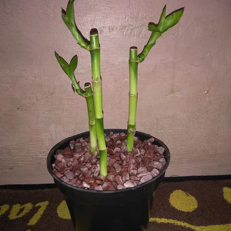 Detail Hiasan Bambu Kering Nomer 39