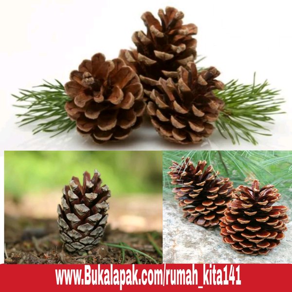 Detail Hiasan Bunga Pinus Nomer 56