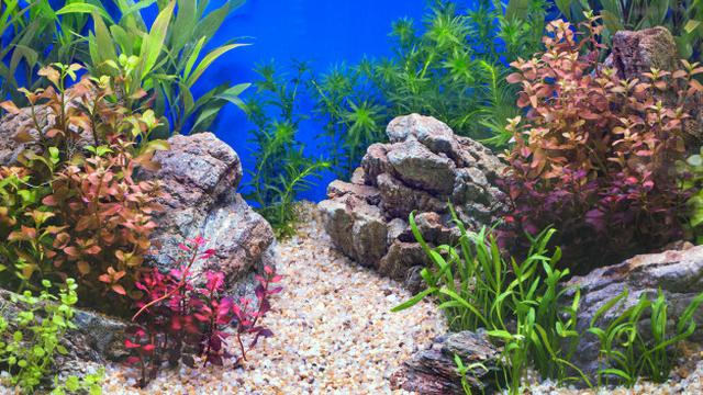 Detail Hiasan Dalam Aquarium Nomer 29