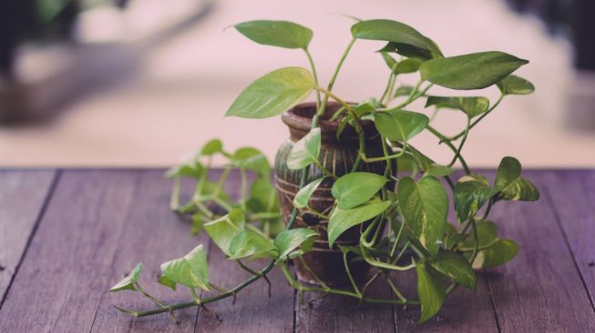 Detail Hiasan Daun Sirih Nomer 18