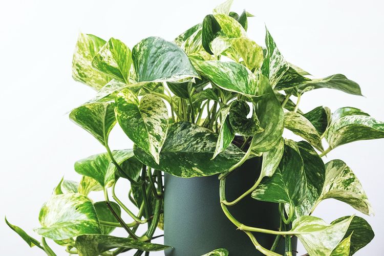 Detail Hiasan Daun Sirih Nomer 20