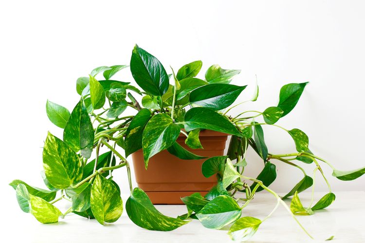 Detail Hiasan Daun Sirih Nomer 22