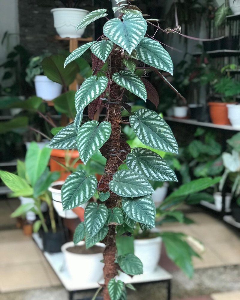 Detail Hiasan Daun Sirih Nomer 25