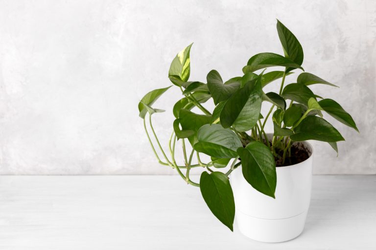 Detail Hiasan Daun Sirih Nomer 27