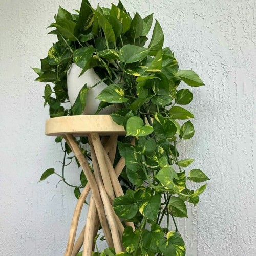 Detail Hiasan Daun Sirih Nomer 29