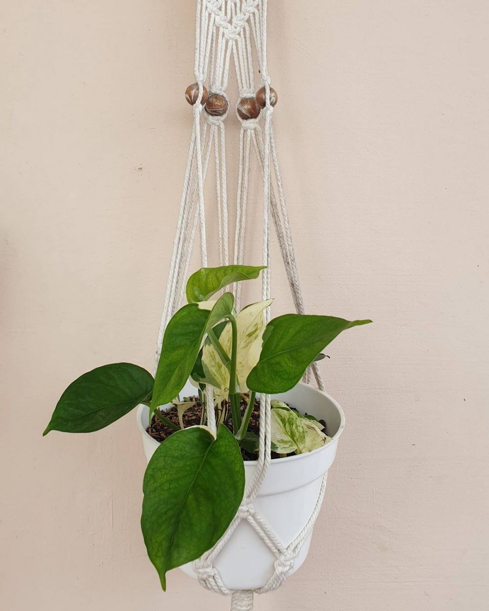 Detail Hiasan Daun Sirih Nomer 4