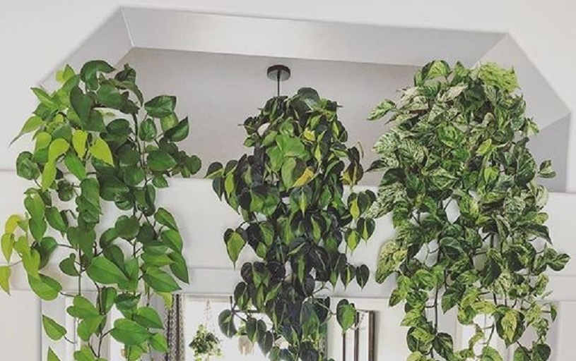 Detail Hiasan Daun Sirih Nomer 32
