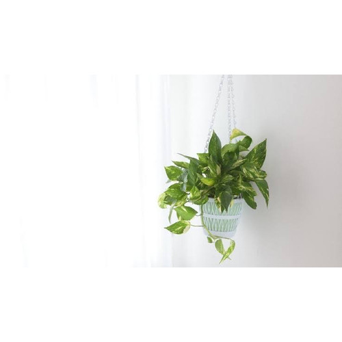 Detail Hiasan Daun Sirih Nomer 34