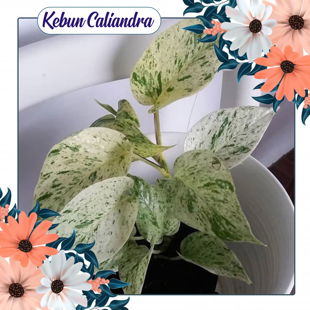 Detail Hiasan Daun Sirih Nomer 39