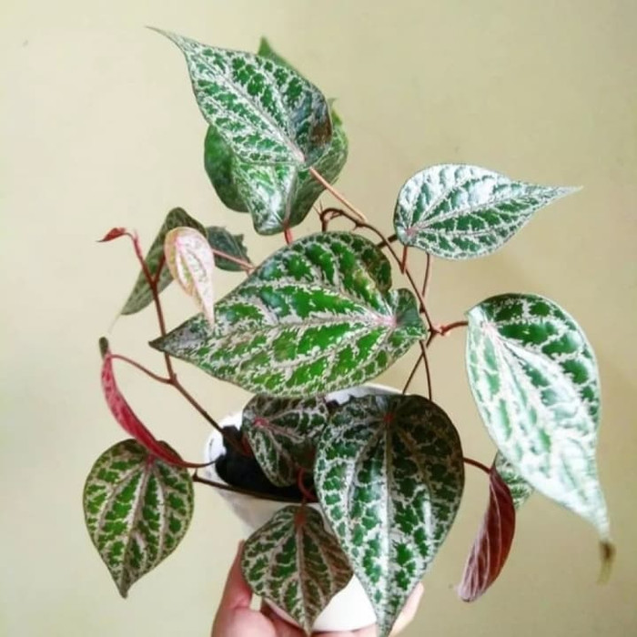 Detail Hiasan Daun Sirih Nomer 45