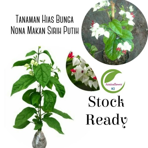 Detail Hiasan Daun Sirih Nomer 46