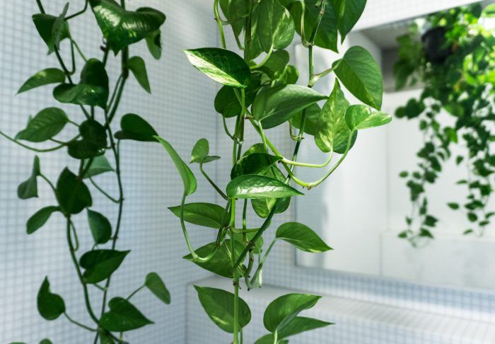 Detail Hiasan Daun Sirih Nomer 47