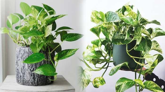 Detail Hiasan Daun Sirih Nomer 49