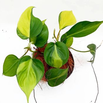 Detail Hiasan Daun Sirih Nomer 52