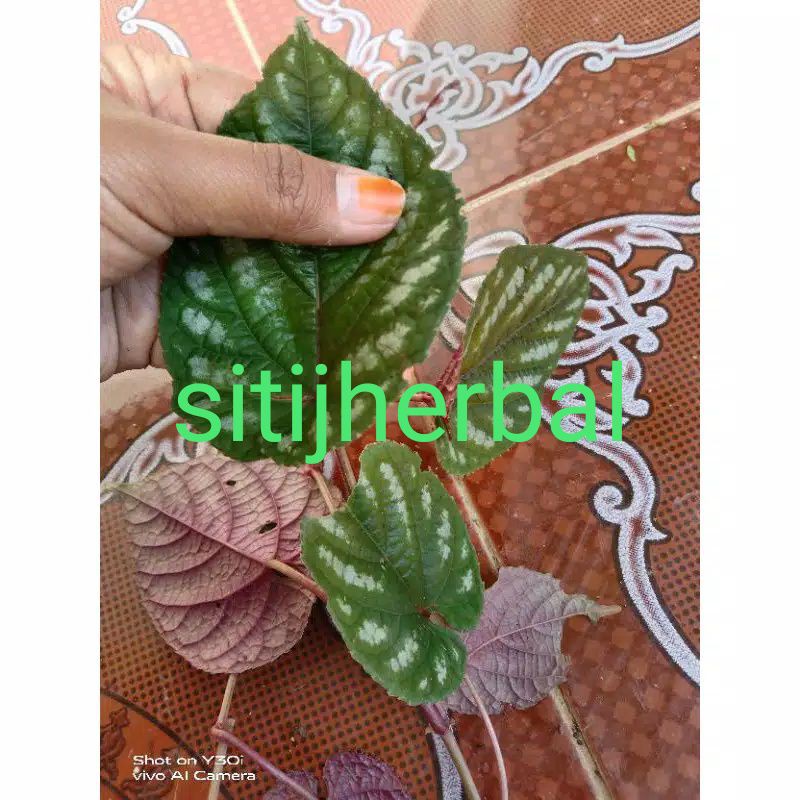 Detail Hiasan Daun Sirih Nomer 55
