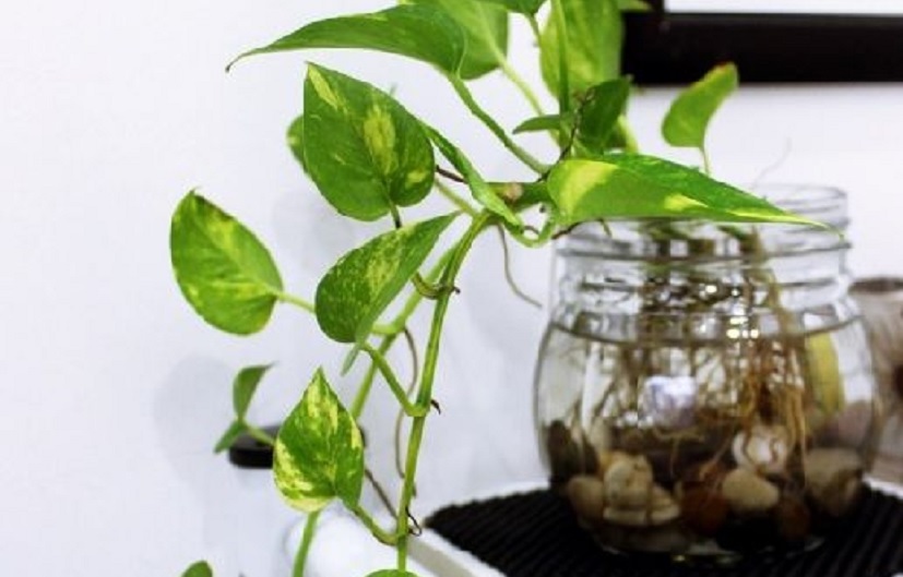 Detail Hiasan Daun Sirih Nomer 57