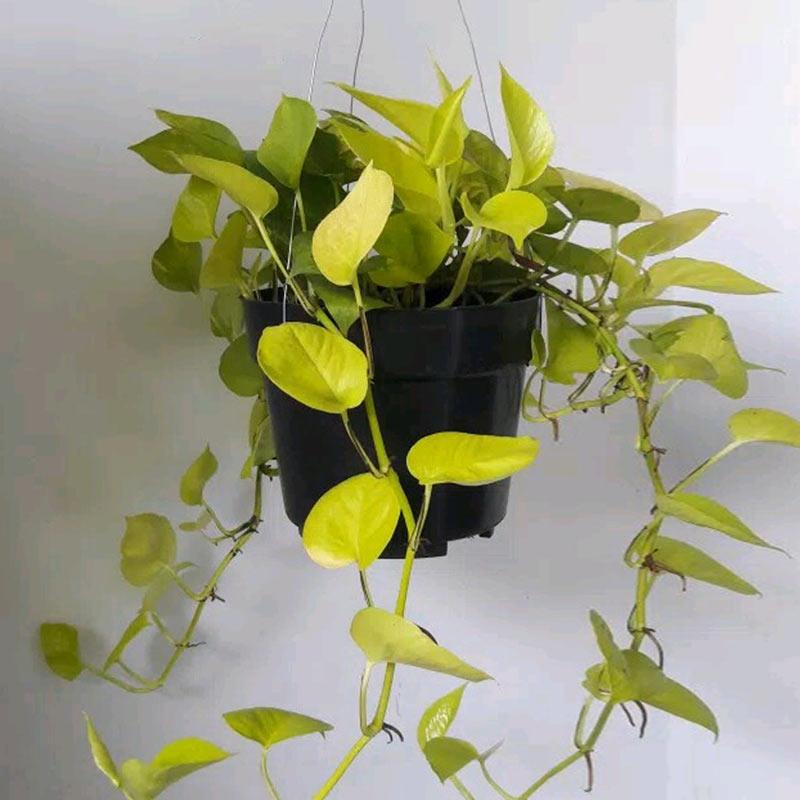 Detail Hiasan Daun Sirih Nomer 8