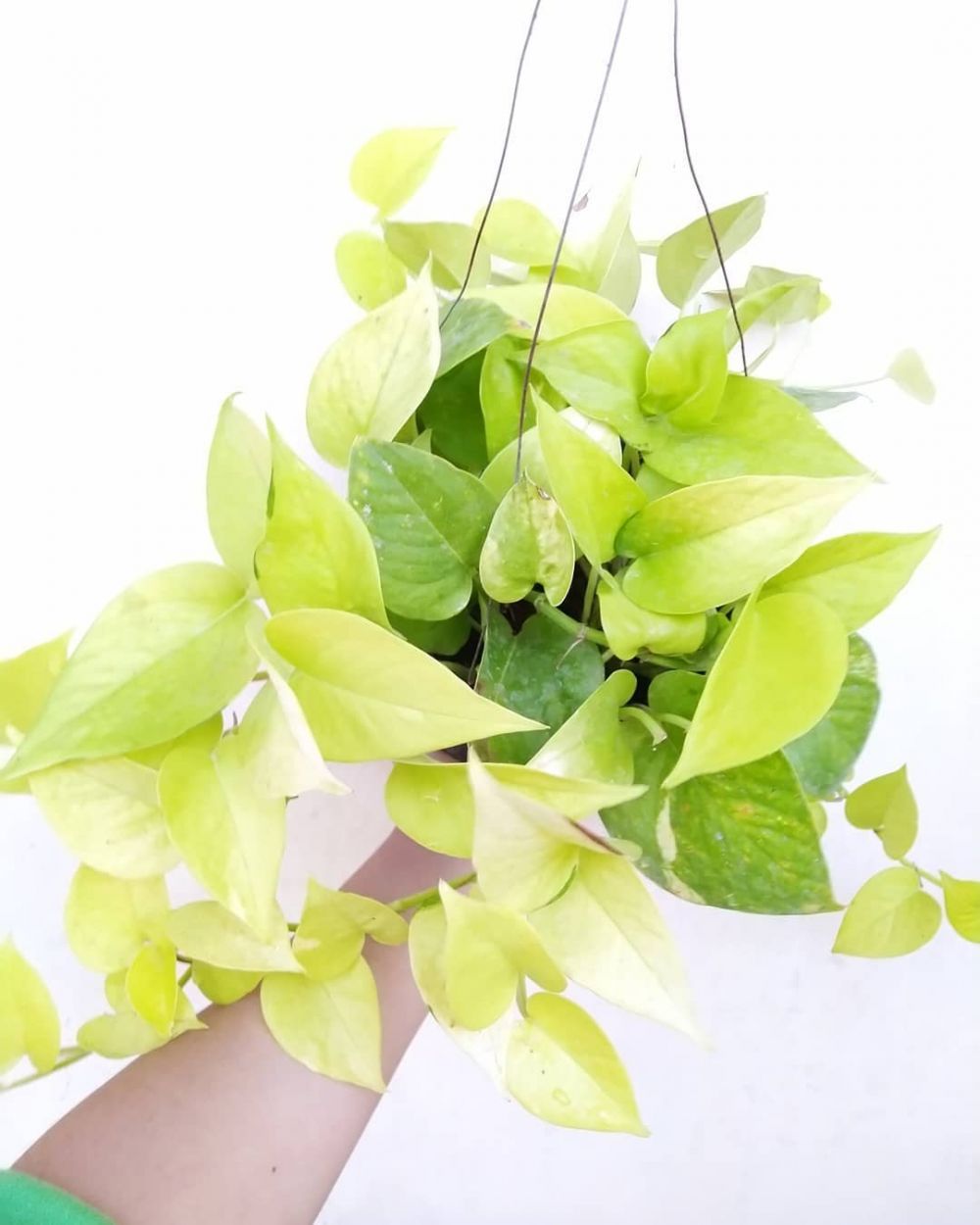 Detail Hiasan Daun Sirih Nomer 10